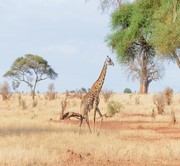 Kilimanjaro Airport – Lake Manyara National Park