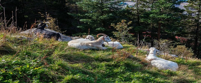 Autumn Season Norway in a Nutshell with Arctic Norway