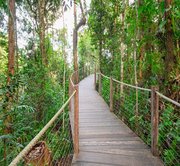 Full Day Daintree Rainforest & Cape Tribulation Tour