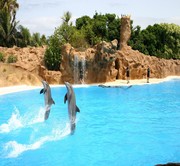 Gorky Park and Dolphin Show