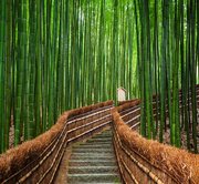 Kyoto Day Tour