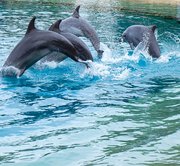 Full Day Sea World with Return SIC Transfers