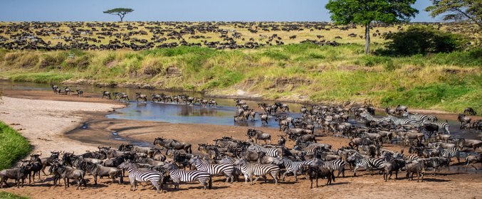 Tanzania Safari