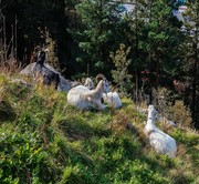 Discover Bergen, by walking tour and Mt Fløyen