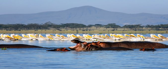 Kenya at Leisure