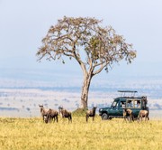 Lake Nakuru to Masai Mara