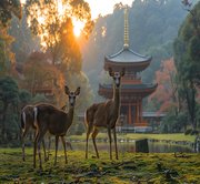 Nara Day Trip