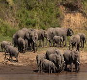 Masai Mara