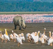 Mount Kenya – Nakuru/Naivasha