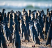 Melbourne - Full Day tour to Philip Island on SIC basis